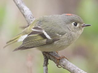 Ruby-crowned Kinglet