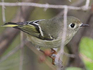 Ruby-crowned Kinglet