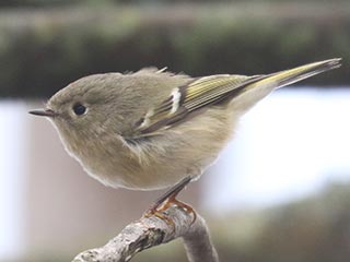 Ruby-crowned Kinglet