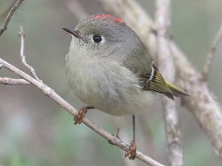 Ruby-crowned Kinglet