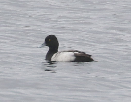 Lesser Scaup, 5/22/2020