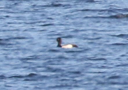 Lesser Scaup, 6/7/2020