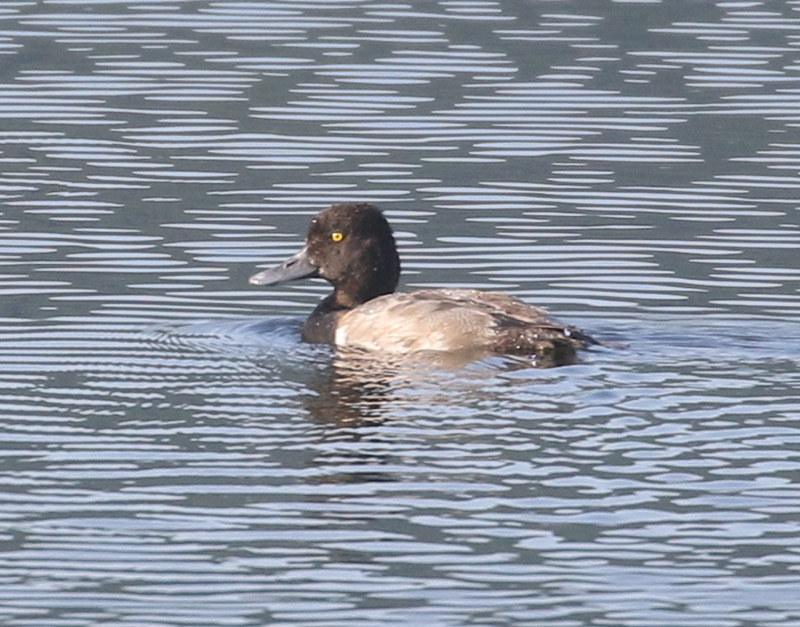 Lesser Scaup, 7/19/2020
