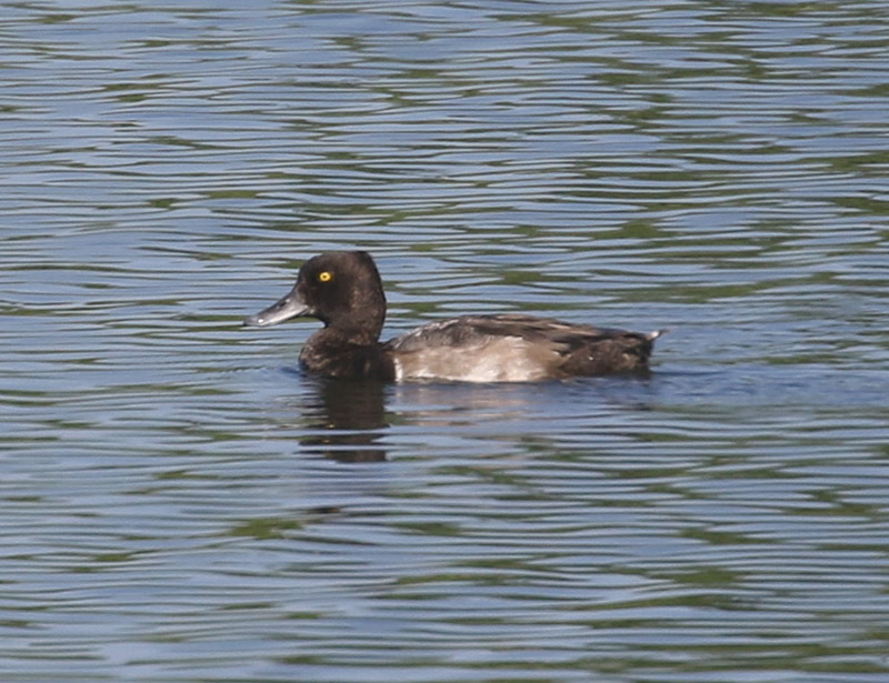 Lesser Scaup, 7/25/2020