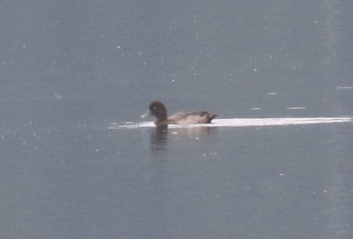 Lesser Scaup, 8/23/2020