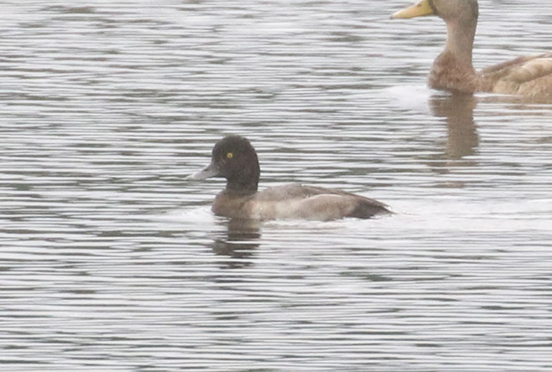 Lesser Scaup, 9/11/2020
