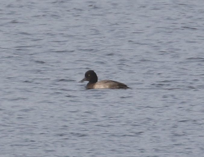Lesser Scaup, 9/14/2020