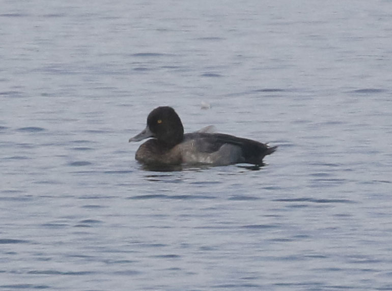 Lesser Scaup, 9/18/2020
