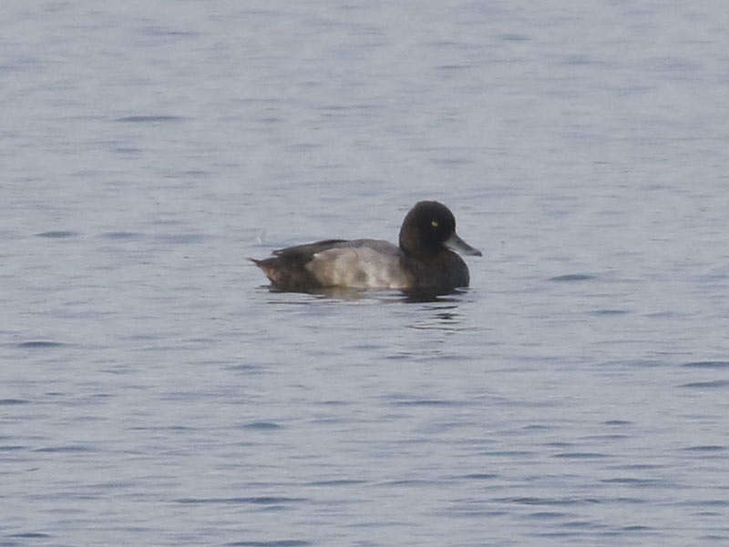 Lesser Scaup, 9/18/2020