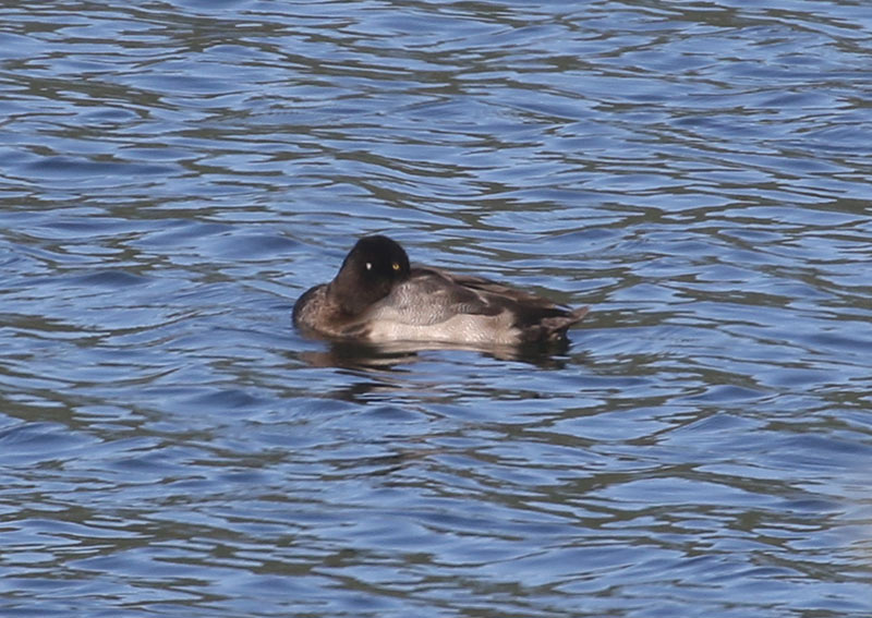 Lesser Scaup, 9/21/2020