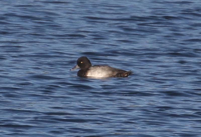 Lesser Scaup, 9/23/2020