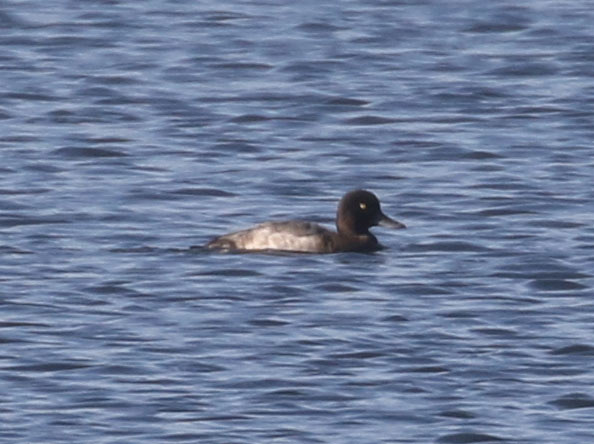 Lesser Scaup, 9/6/2020