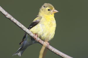 American Goldfinch &copy; Bobby Brown