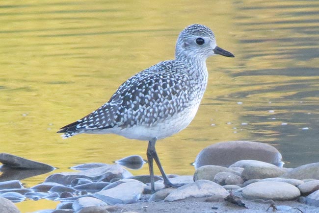 Black-bellied Plover &copy; Bobby Brown