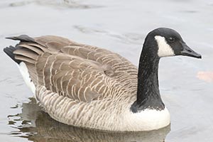 Canada Goose &copy; Bobby Brown