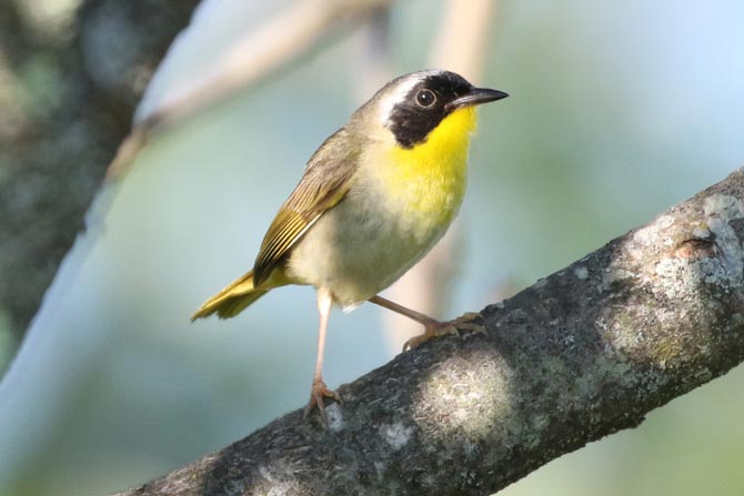 Common Yellowthroat &copy; Bobby Brown