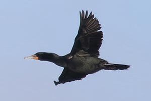 Double-crested Cormorant &copy; Bobby Brown