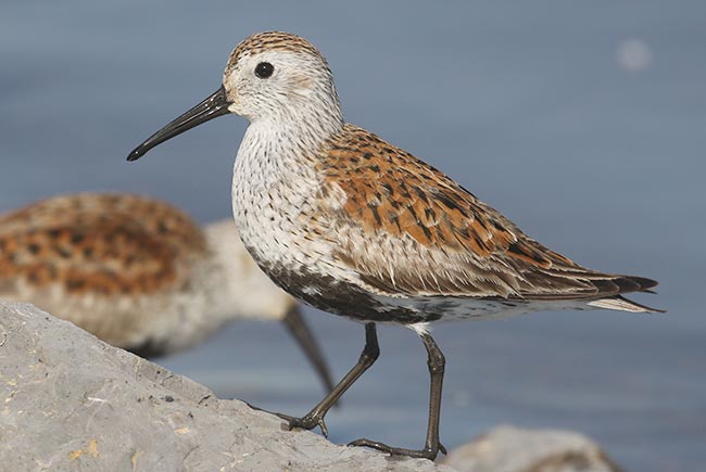 Dunlin &copy; Bobby Brown