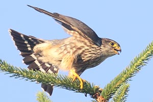 Merlin &copy; Bobby Brown