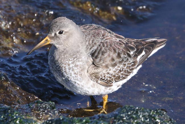 Purple Sandpiper &copy; Bobby Brown