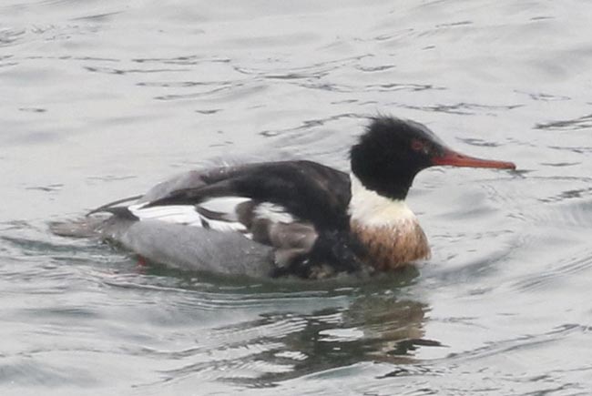 Red-breasted Merganser &copy; Bobby Brown