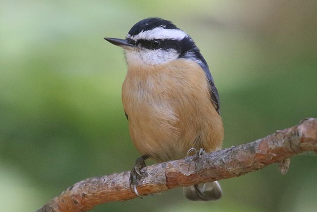 Red-breasted Nuthatch &copy; Bobby Brown