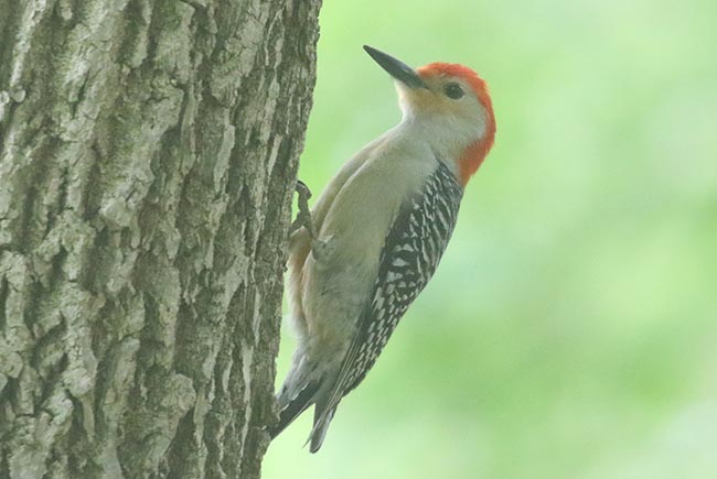 Red-bellied Woodpecker &copy; Bobby Brown