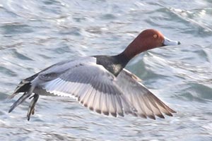 Redhead &copy; Bobby Brown