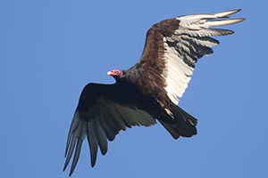 Turkey Vulture &copy; Bobby Brown
