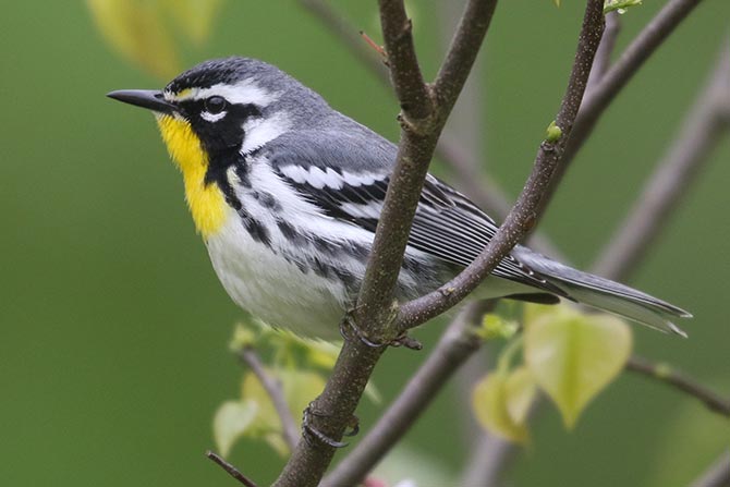 Yellow-throated Warbler &copy; Bobby Brown
