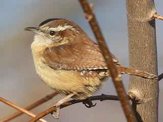 Carolina Wren &copy; Bobby Brown