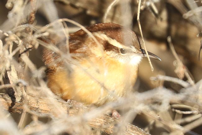 Carolina Wren in brush &copy; Bobby Brown
