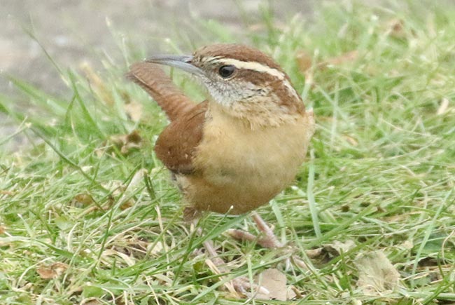 Carolina Wren in grass &copy; Bobby Brown