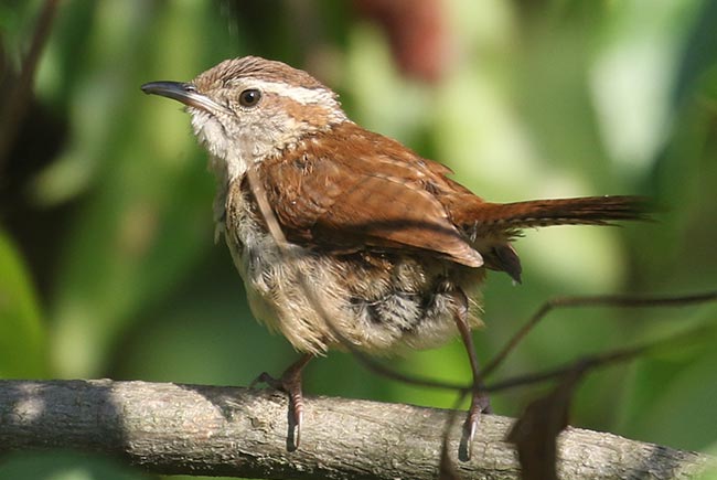 Carolina Wren perched on a branch &copy; Bobby Brown