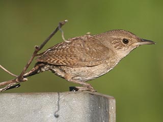 House Wren &copy; Bobby Brown