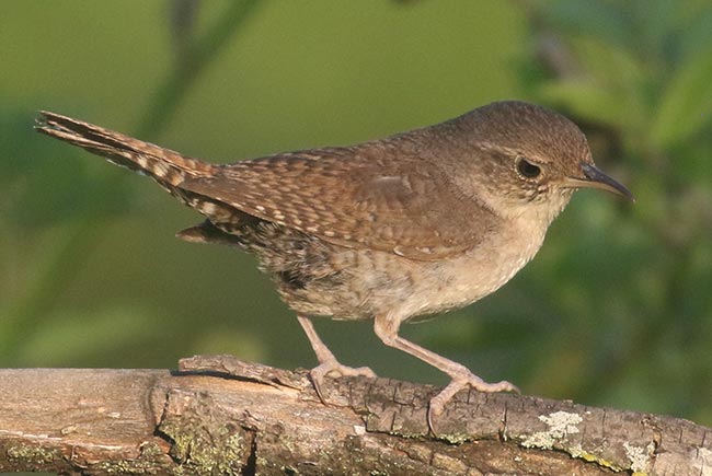 House Wren on branch &copy; Bobby Brown
