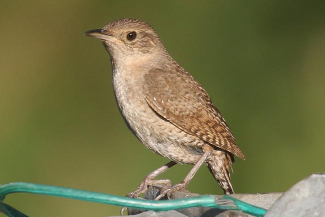 House Wren perched &copy; Bobby Brown