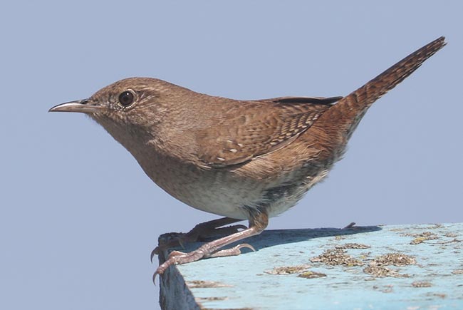 House Wren on a nest box &copy; Bobby Brown