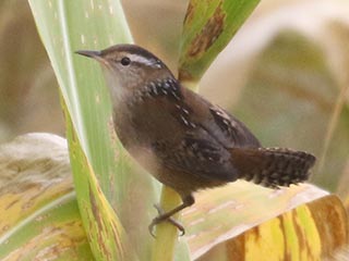 Marsh Wren &copy; Bobby Brown