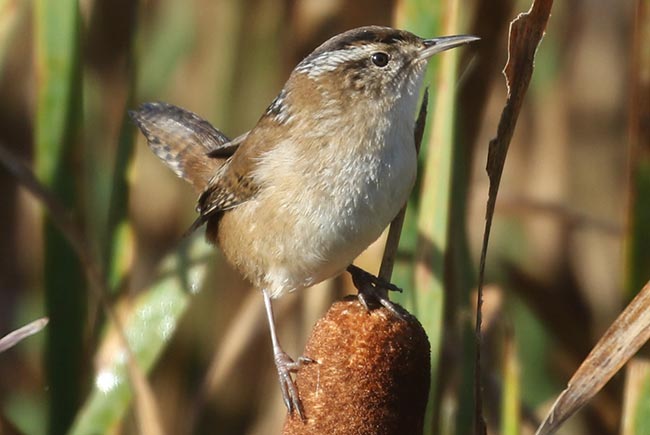Marsh Wren on cattail &copy; Bobby Brown