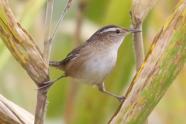 Marsh Wren split pose &copy; Bobby Brown