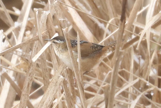 Marsh Wren in brush &copy; Bobby Brown