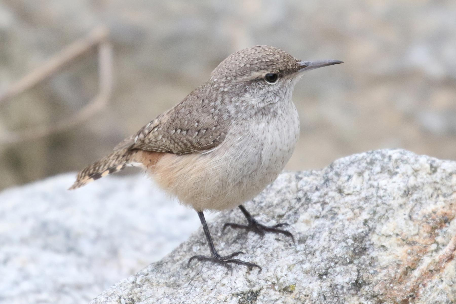 Rock Wren &copy; Bobby Brown