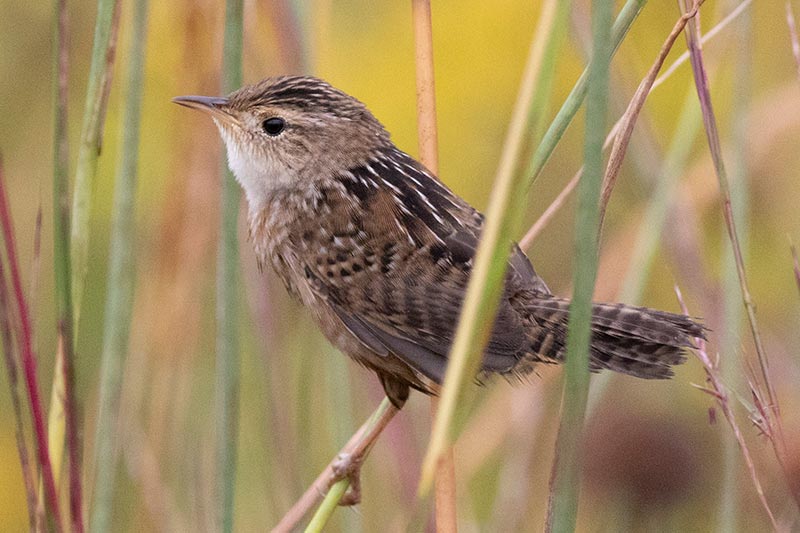 Sedge Wren &copy; David Brown