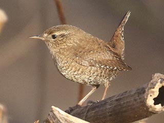 Winter Wren &copy; Bobby Brown