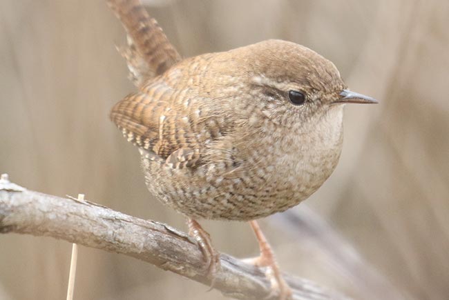 Winter Wren on branch &copy; Bobby Brown