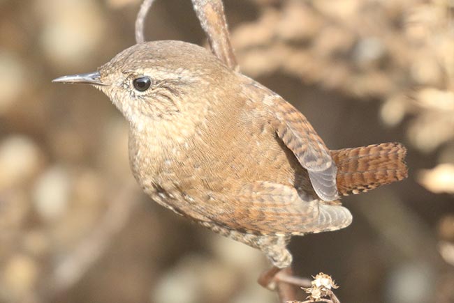 Winter Wren perched on brush &copy; Bobby Brown