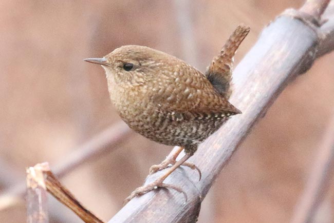 Winter Wren typical posture &copy; Bobby Brown