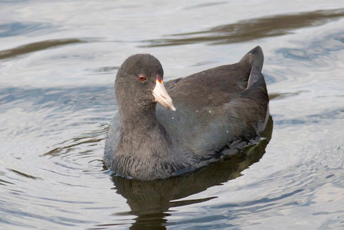 American Coot, Rose Valley Lake