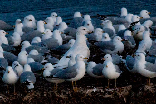 Glaucous Gull, Williamsport Dam